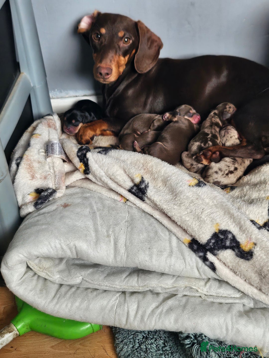 Mixed Breed dogs for sale: French Bulldog x Dachshund Puppies - Image 7