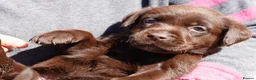 Labrador Retriever dogs for sale: Chocolate Labrador puppies Kc reg health tested - Advert 25