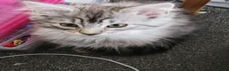 Maine Coon cats for sale: 🐾 Stunning Silver Tabby Maine Coon Boy 🐾 in Caerphilly - Advert 7