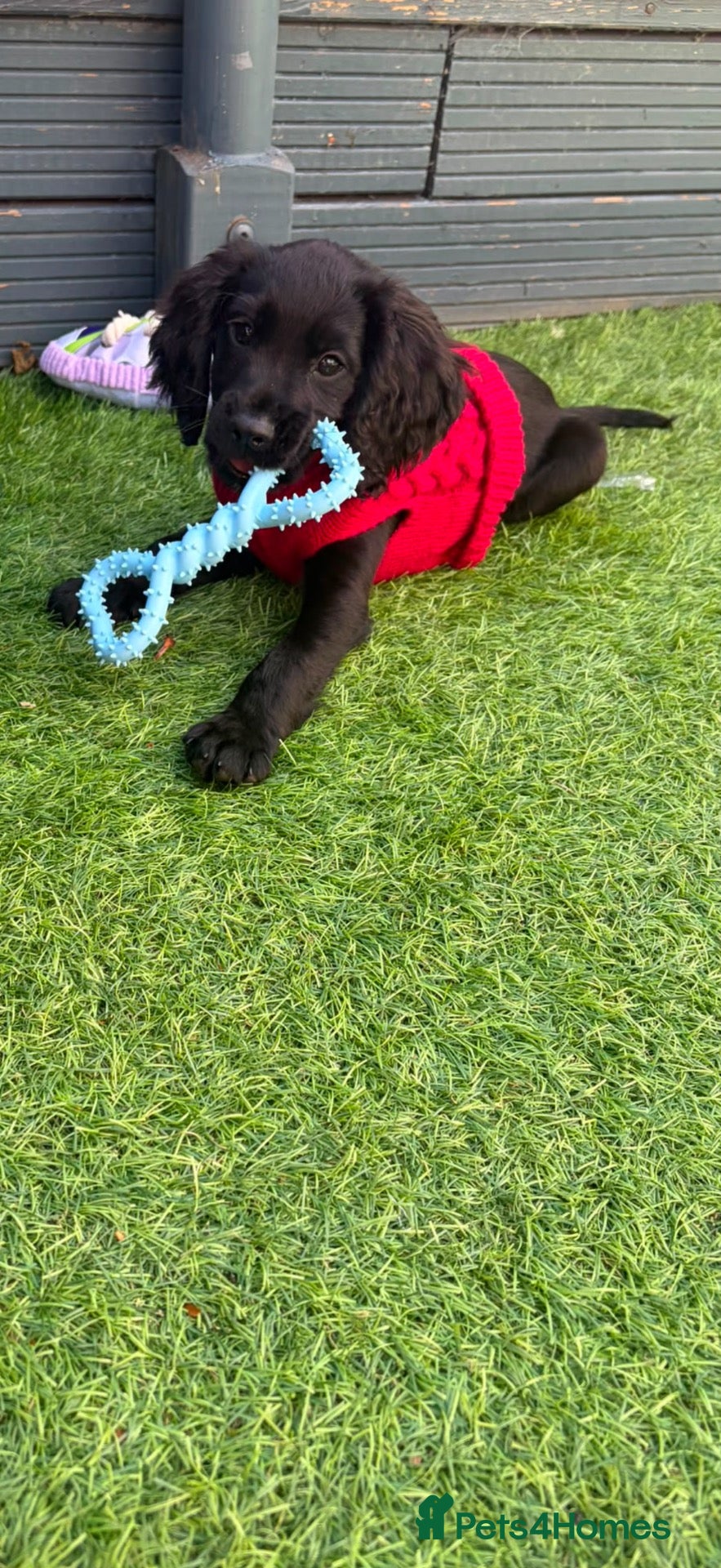Cocker Spaniel dogs 1 KC male puppy looking for his forever homes. - Advert 7