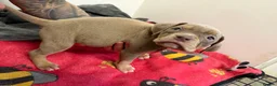 American Bully dogs for sale: American pocket bully puppies for sale 🐾 - Advert 37