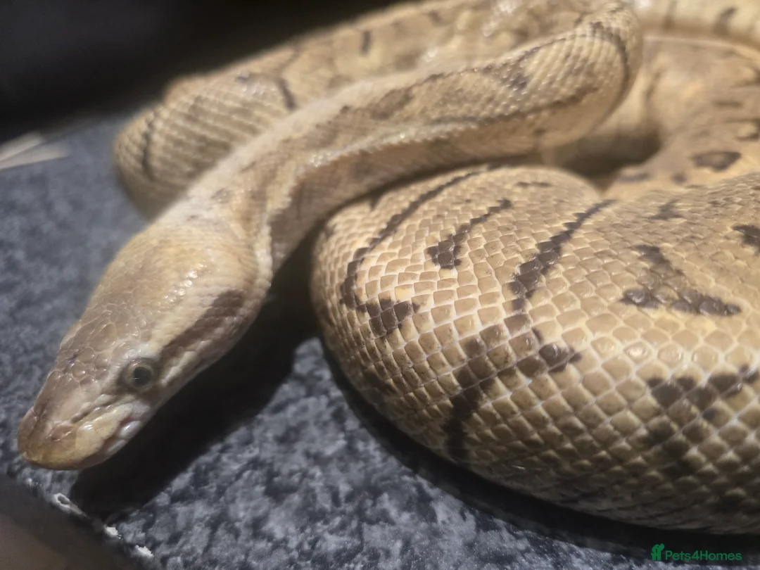 Python Snake reptiles for sale: 2 royal pythons up for sale  - Advert 7