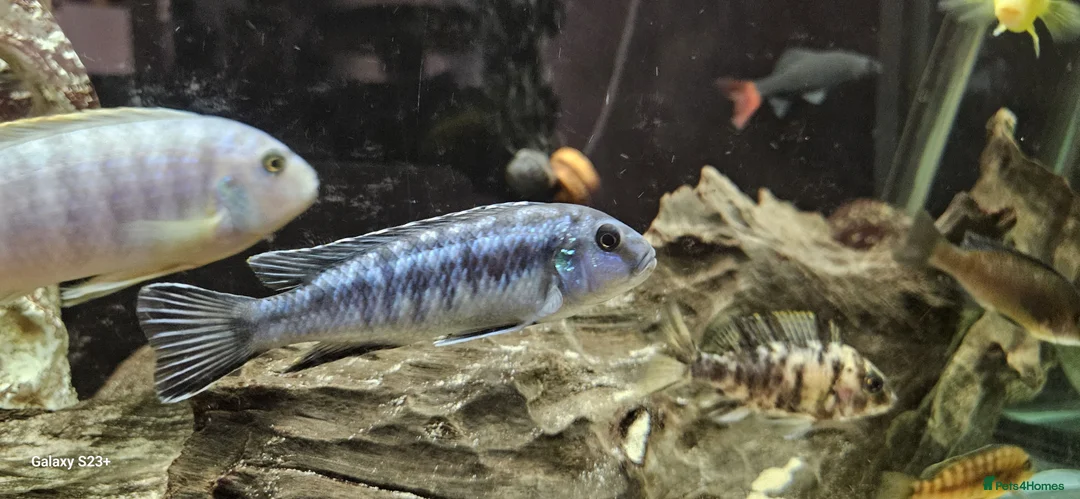 Other/Mixed Breed fish for sale: Assortment of fish  - Advert 16