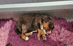 Cocker Spaniel dogs for sale: 8 AMAZING KC REG WORKING COCKER SPANIEL PUPPIES - Image 26