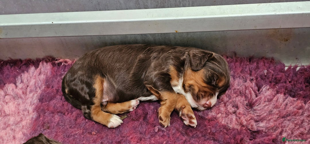 Cocker Spaniel dogs for sale: 8 AMAZING KC REG WORKING COCKER SPANIEL PUPPIES - Image 26