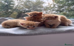 Domestic Shorthair cats for sale: Beautiful Ginger Kittens *READY TO LEAVE SOON* - Image 5