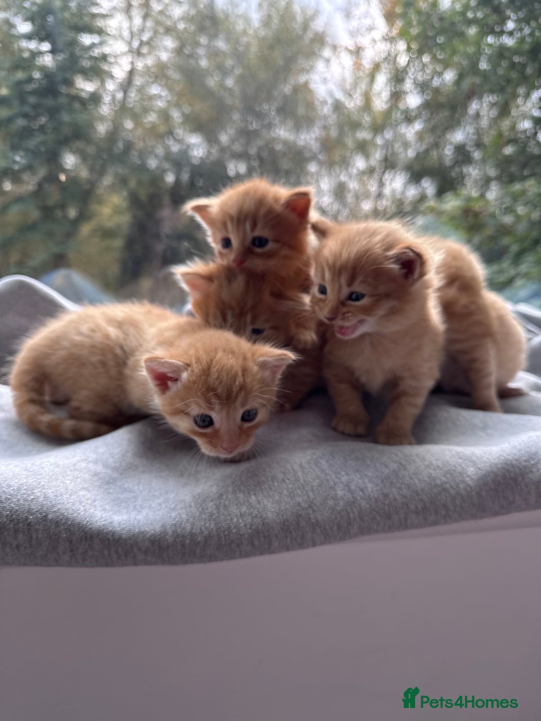 Domestic Shorthair cats for sale: Beautiful Ginger Kittens *READY TO LEAVE SOON* - Image 5