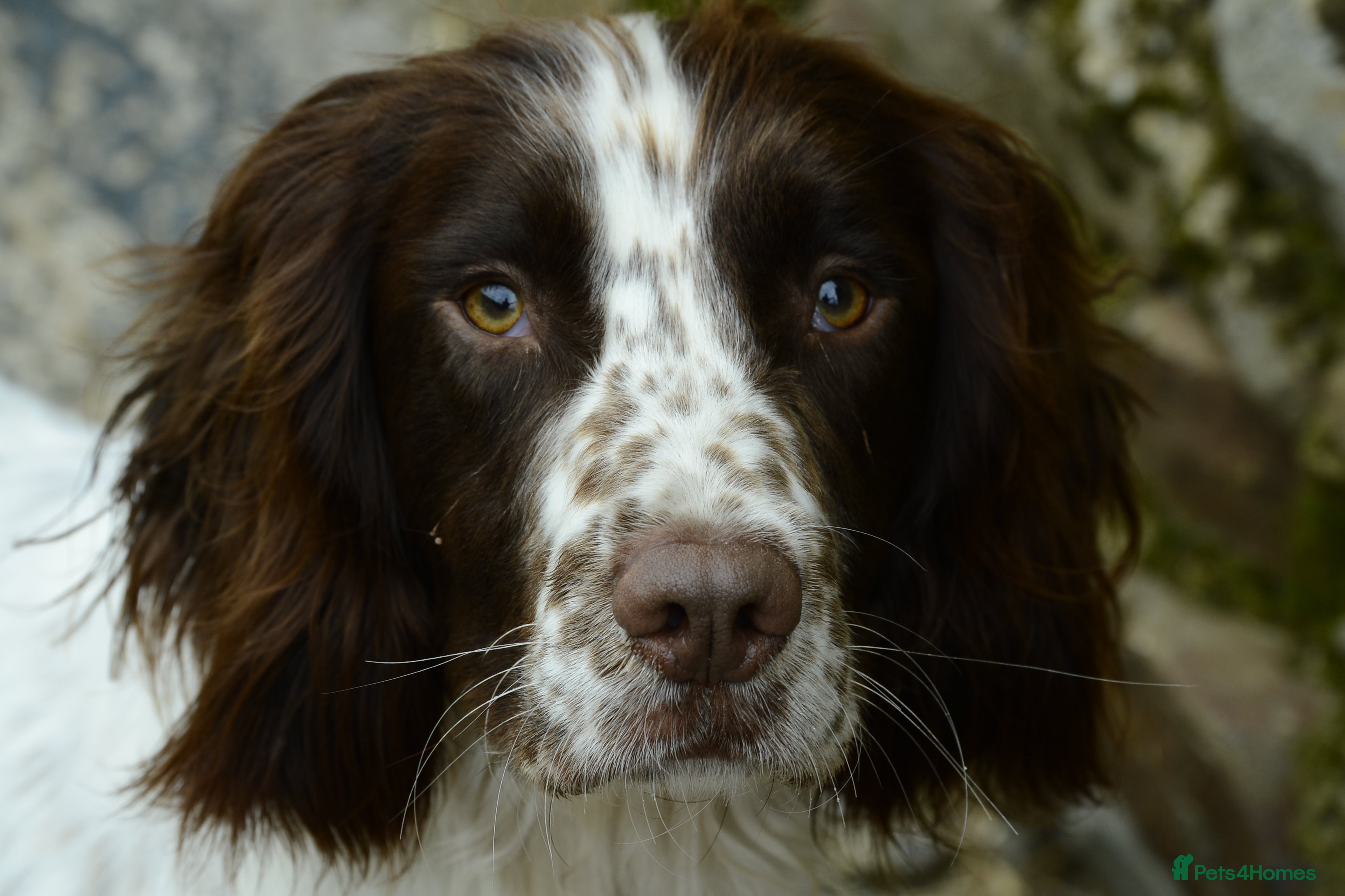 English Springer Spaniel dogs Working English Springer Spaniel for Stud in Barnstaple - Advert 1