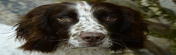 English Springer Spaniel dogs for stud: Working English Springer Spaniel for Stud in Barnstaple - Advert 1