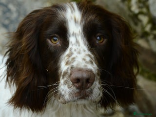 English Springer Spaniel dogs in Barnstaple - Advert 3