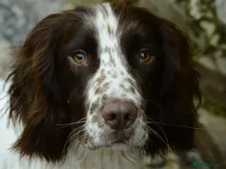 English Springer Spaniel dogs Working English Springer Spaniel for Stud in Barnstaple - Advert 4