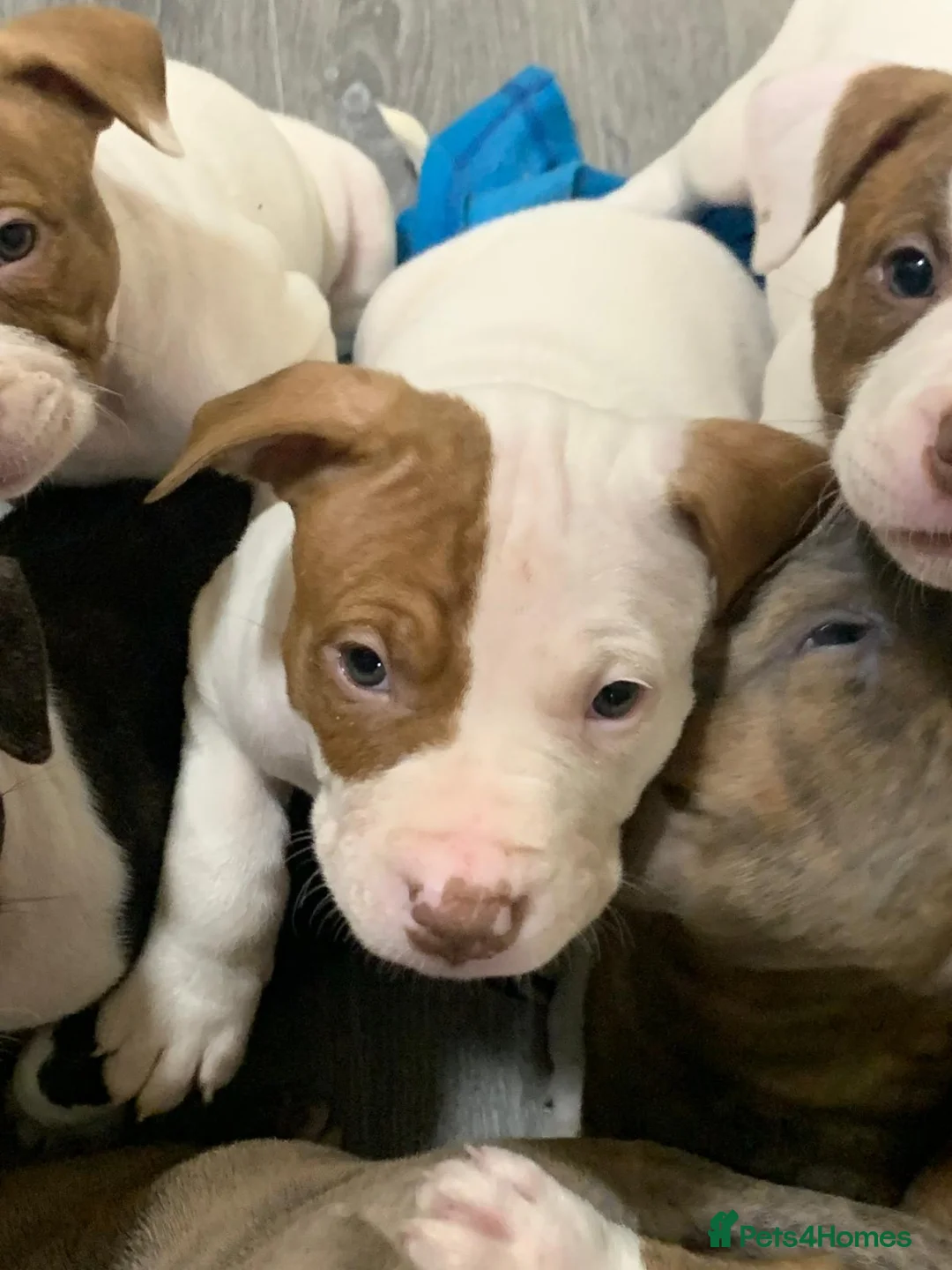 Staffordshire Bull Terrier dogs for sale: Five female small dogs and three male small dogs. - Advert 10