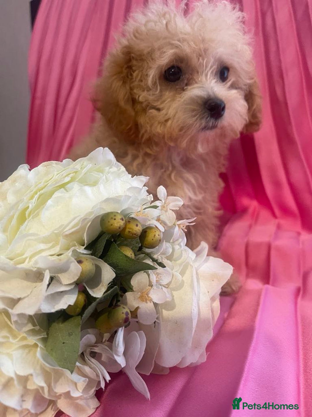Maltipoo dogs for sale: maltipoo puppies  - Image 4