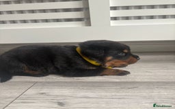Rottweiler dogs for sale: Chunky Rottweiler pups  - Image 5