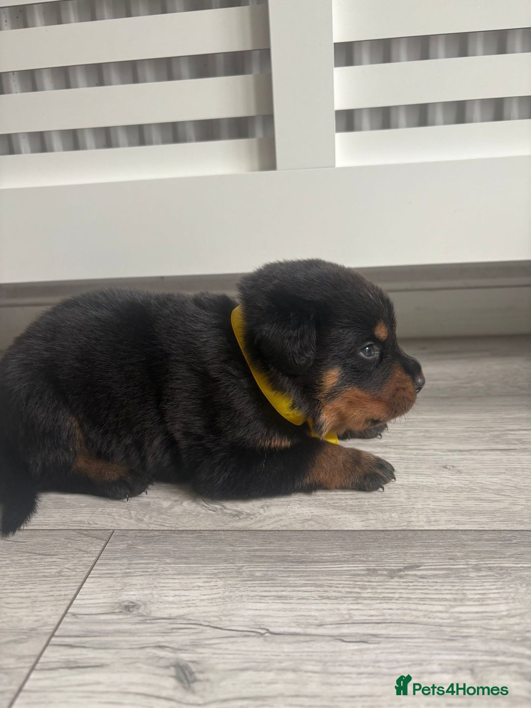 Rottweiler dogs for sale: Chunky Rottweiler pups  - Image 5