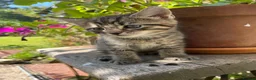 Maine Coon cats for sale: Beautiful Maine Coon X kittens  CUTIES!  - Advert 8