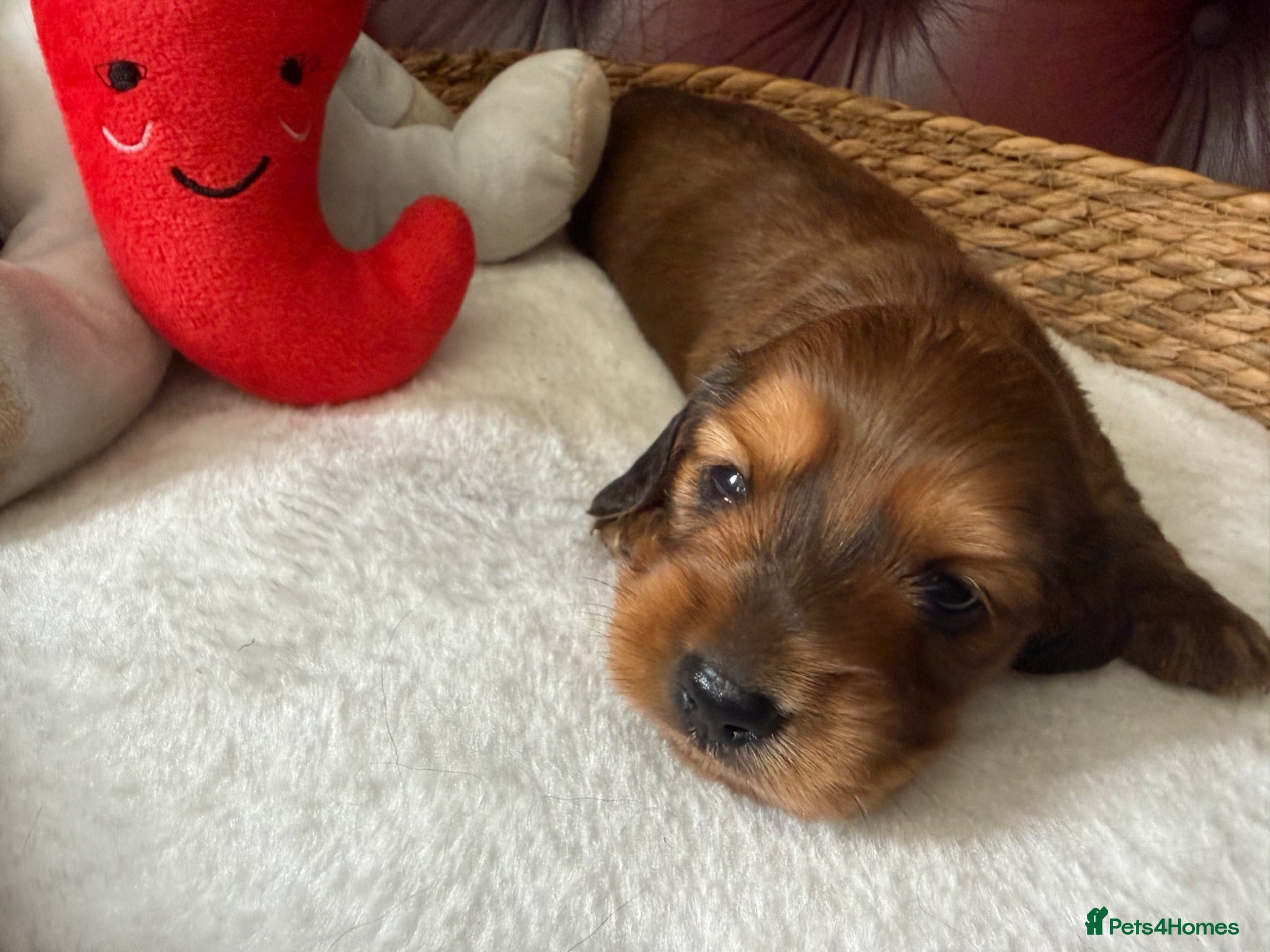 Miniature Dachshund dogs Show class mini longhair pups from Crufts winner  - Advert 2