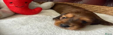 Miniature Dachshund Red collar Enzo