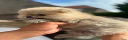 Pomeranian dogs for sale: Gorgeous Pomeranian Puppies in Morecambe - Advert 20
