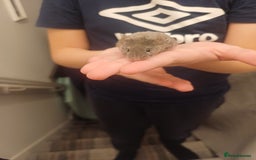 Mouse rodents for sale: Very friendly texas boys for sale - Image 5