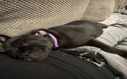 Staffordshire Bull Terrier dogs for sale: Stunning black girl - Image 9