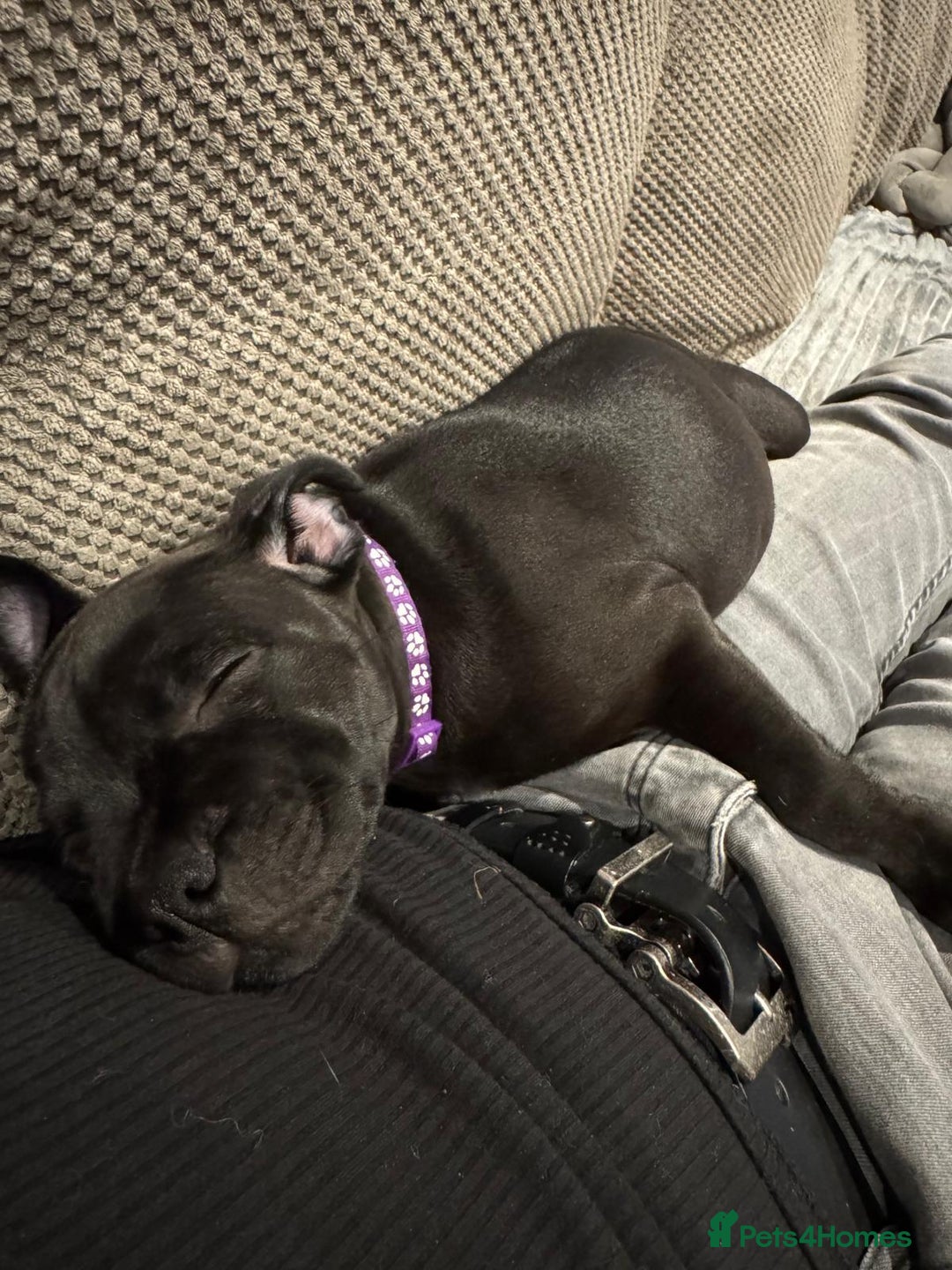 Staffordshire Bull Terrier dogs for sale: Stunning black girl - Image 9