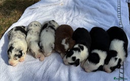Australian Shepherd dogs for sale: KC registered Australian Shepard puppies - Image 1