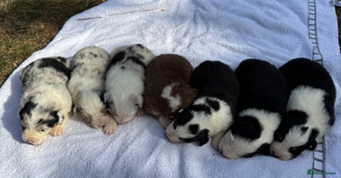Australian Shepherd dogs - Advert 9