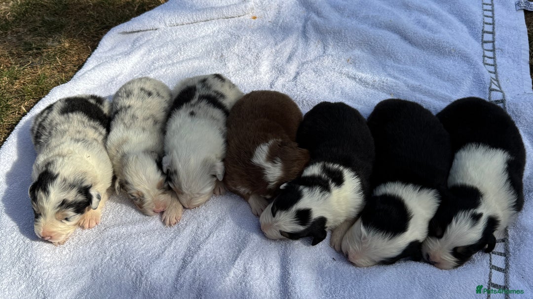Australian Shepherd dogs for sale: KC registered Australian Shepard puppies - Image 1