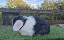 Mini Lop rabbits for sale: Various Adult  Mini Lops  - Image 9