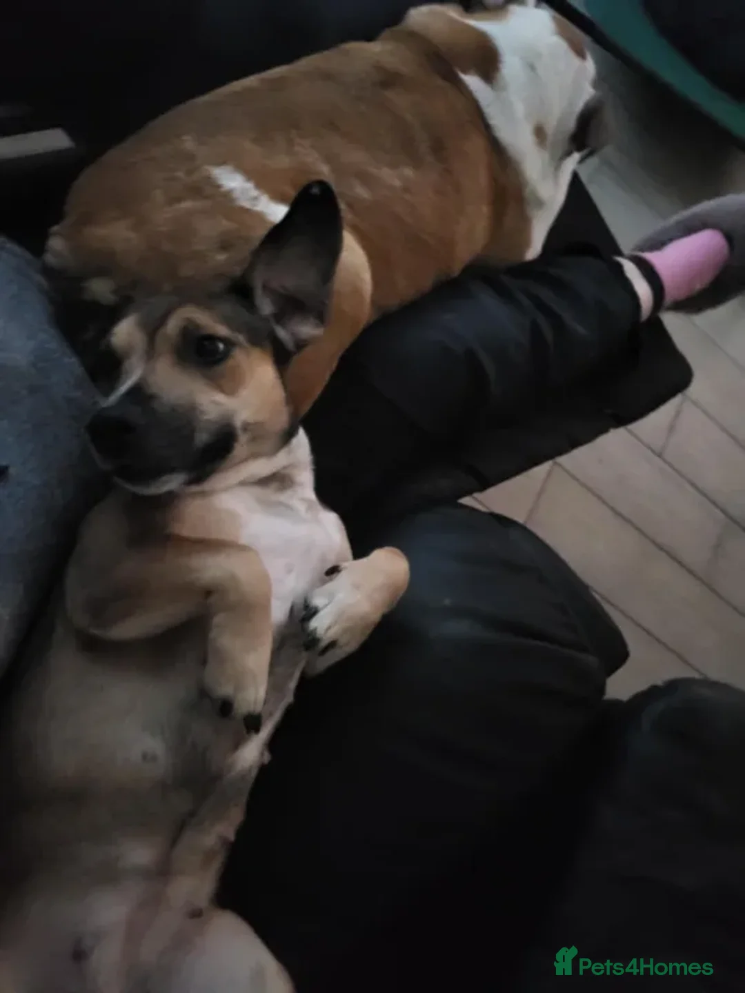 Mixed Breed dogs for adoption: Leena - Advert 4