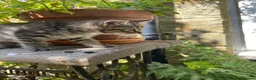 Maine Coon cats for sale: Beautiful Maine Coon X kittens  CUTIES!  - Advert 27