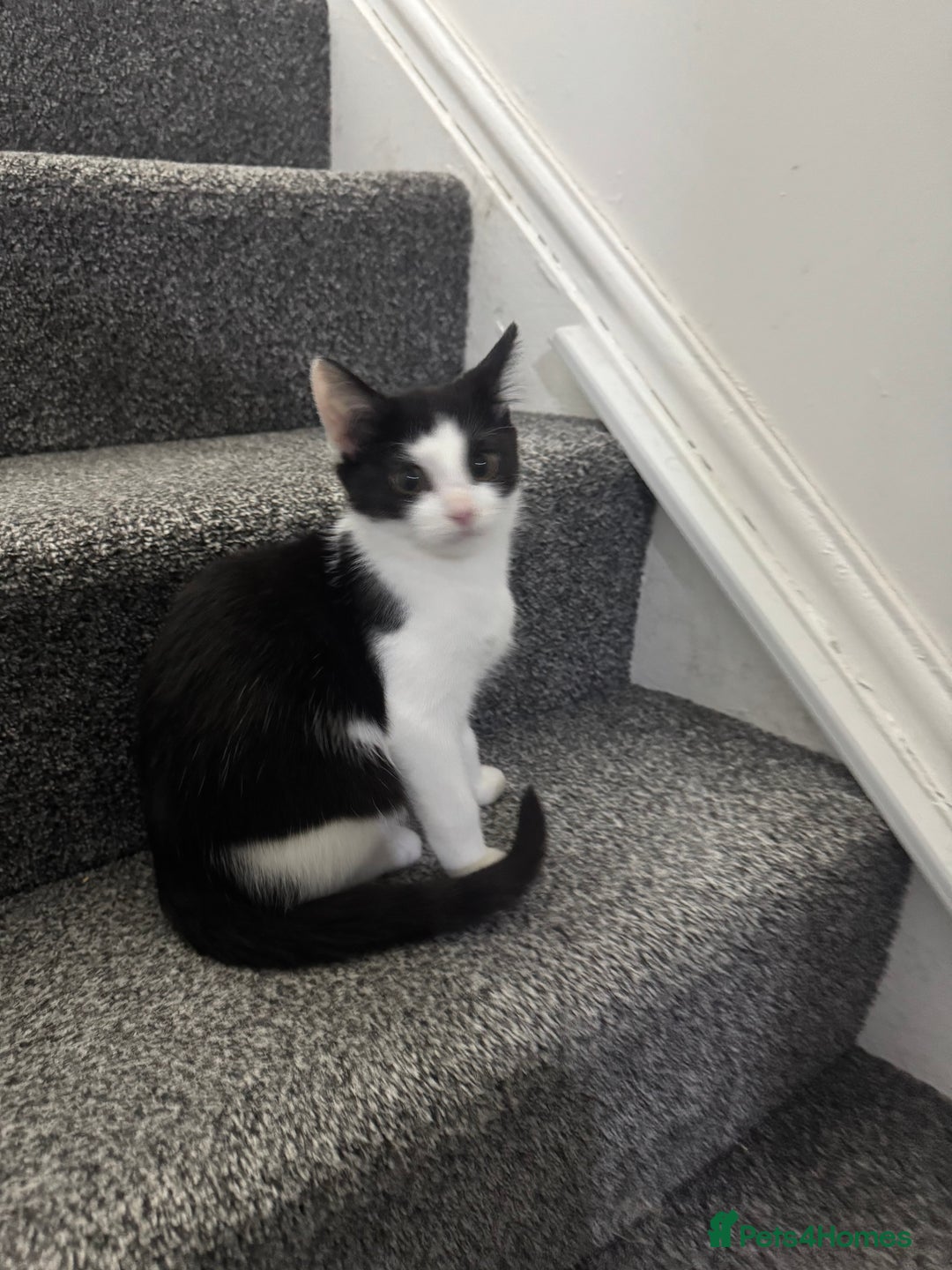 Mixed Breed cats for sale: Very loving and cuddly kitten - Advert 3