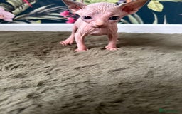 Sphynx cats for sale:  6 Beautiful Sphynx Kittens Ready Soon – 5★ - Image 18