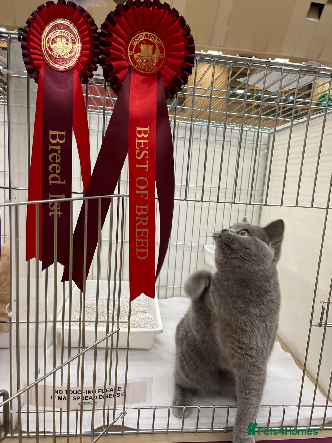 British Shorthair cats for sale: BRITISH SHORTHAIR KITTENS (registered) - Advert 14