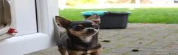 Chihuahua dogs for sale: Pedigree Teacup Chihuahua for Rehoming  - Advert 9