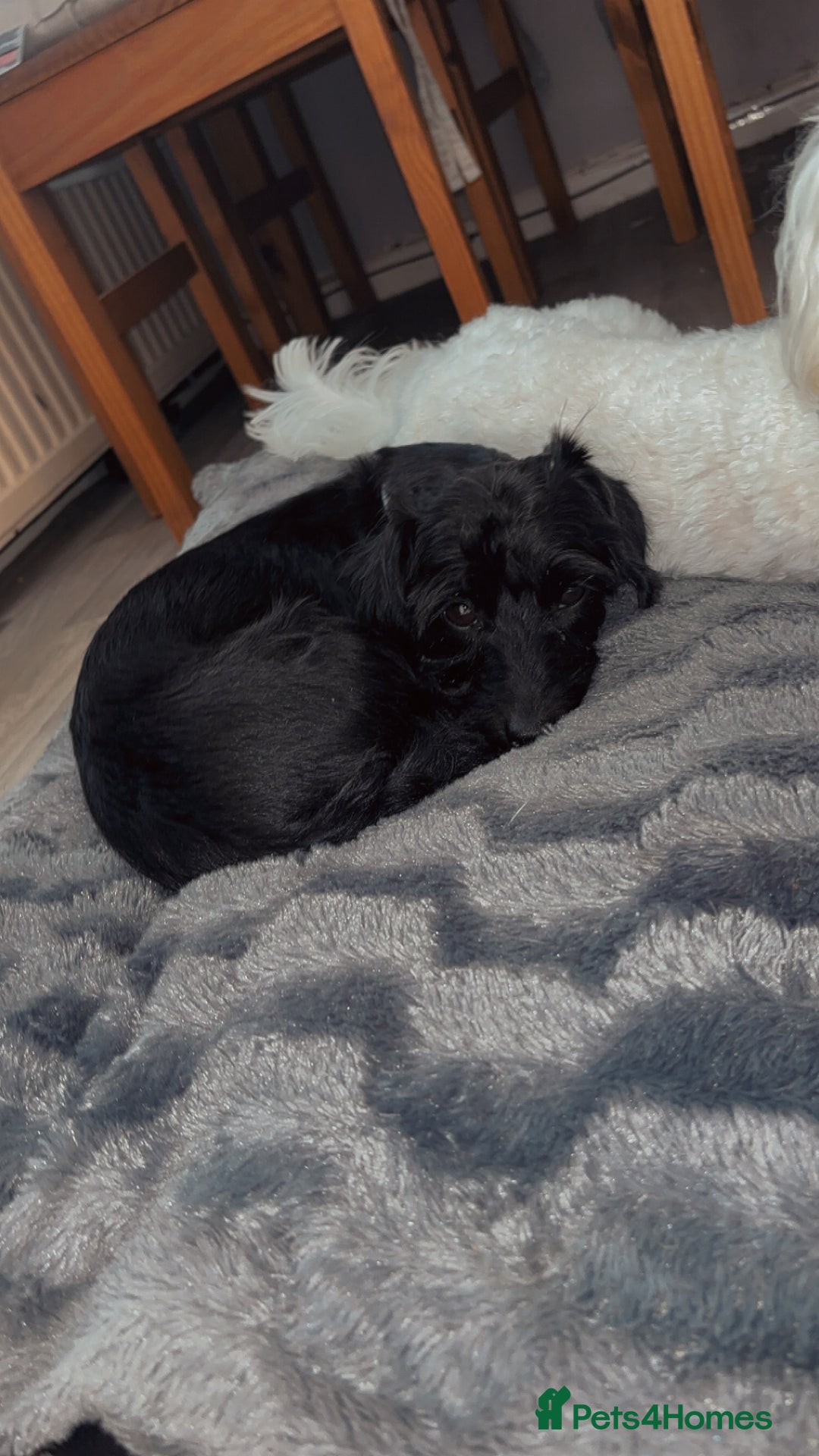 Doxiepoo dogs for sale: 2 year old doxiepoo - Image 2