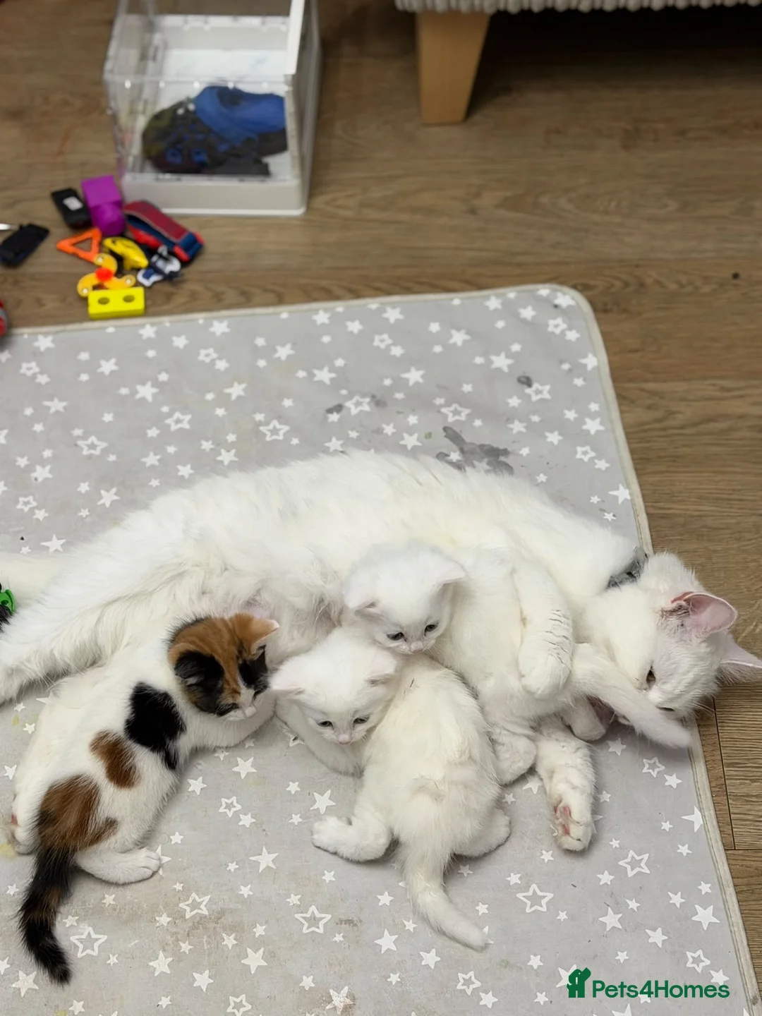 Mixed Breed cats for sale: Beautiful kittens  - Advert 5