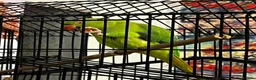 Ringnecks birds for sale: 2 years old Ria in Leigh - Advert 5