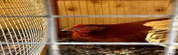 Chickens poultry for sale: 4 Hens for £70 in Manchester - Advert 31