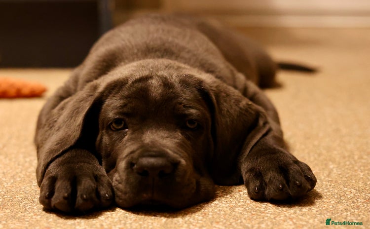 Cane Corso dogs - Advert 7