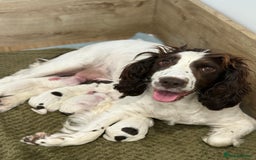 Cocker Spaniel dogs for sale: 2 Beautiful Cocker spaniel boys 🐶 - Image 3