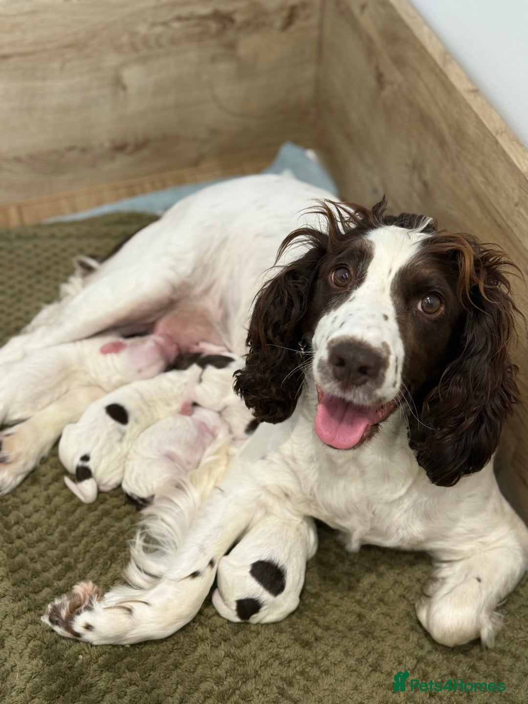 Cocker Spaniel dogs for sale: 2 Beautiful Cocker spaniel boys 🐶 - Image 3