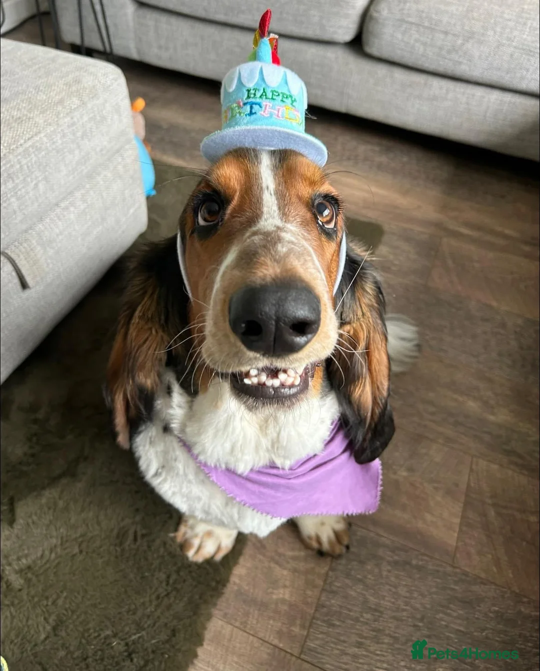 Basset Hound dogs for sale: Basset hound for sale in Swadlincote - Advert 1