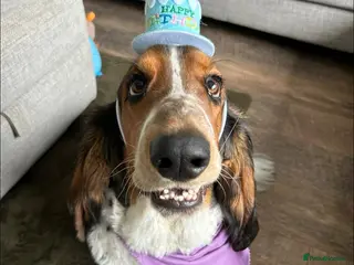 Basset Hound dogs Basset hound for sale - Advert 7