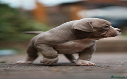 American Bully dogs for sale: Champion Bloodline American Pocket Bully Puppies - Image 5