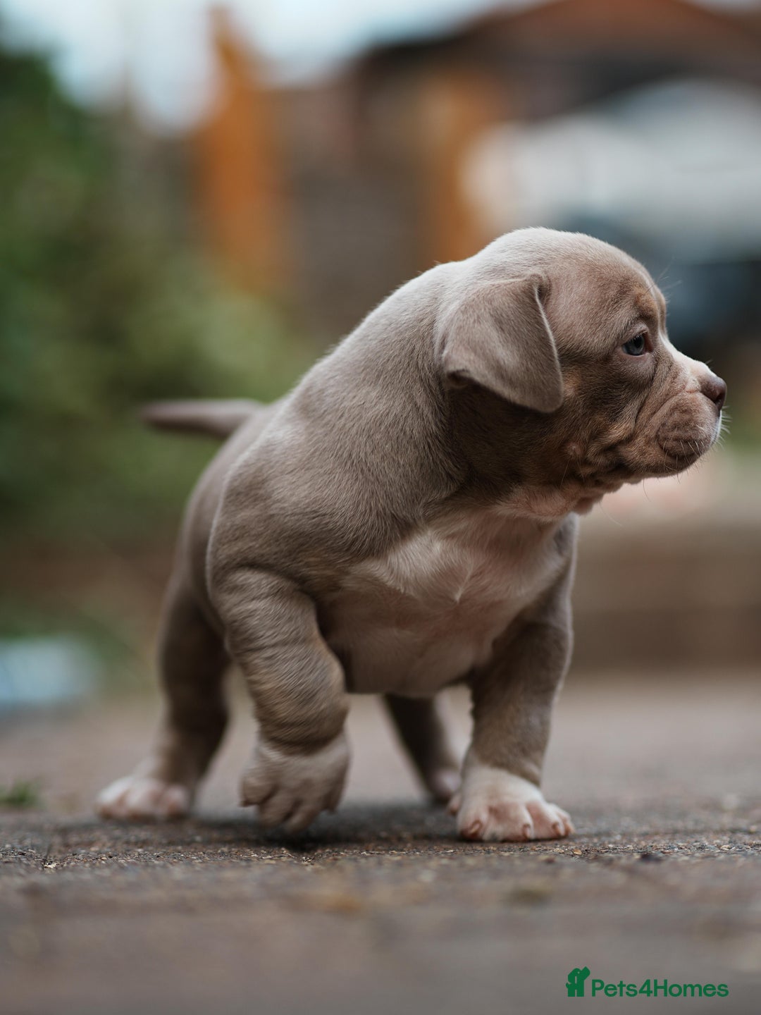 American Bully dogs for sale: Champion Bloodline American Pocket Bully Puppies - Image 5