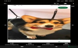 Welsh Corgi Pembroke dogs for sale: Stunning Welsh Pembroke Corgi pups KC registered - Image 12