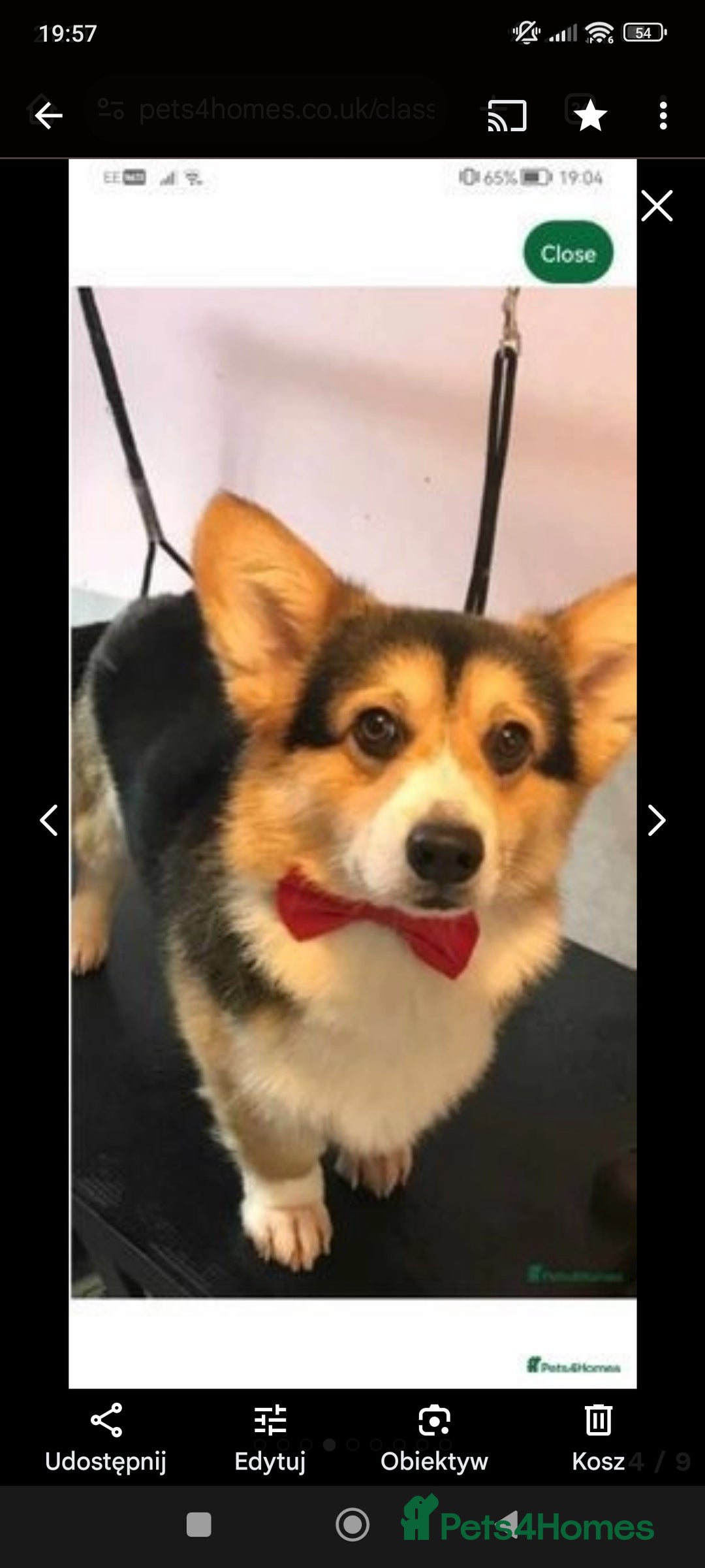Welsh Corgi Pembroke dogs for sale: Stunning Welsh Pembroke Corgi pups KC registered - Image 12