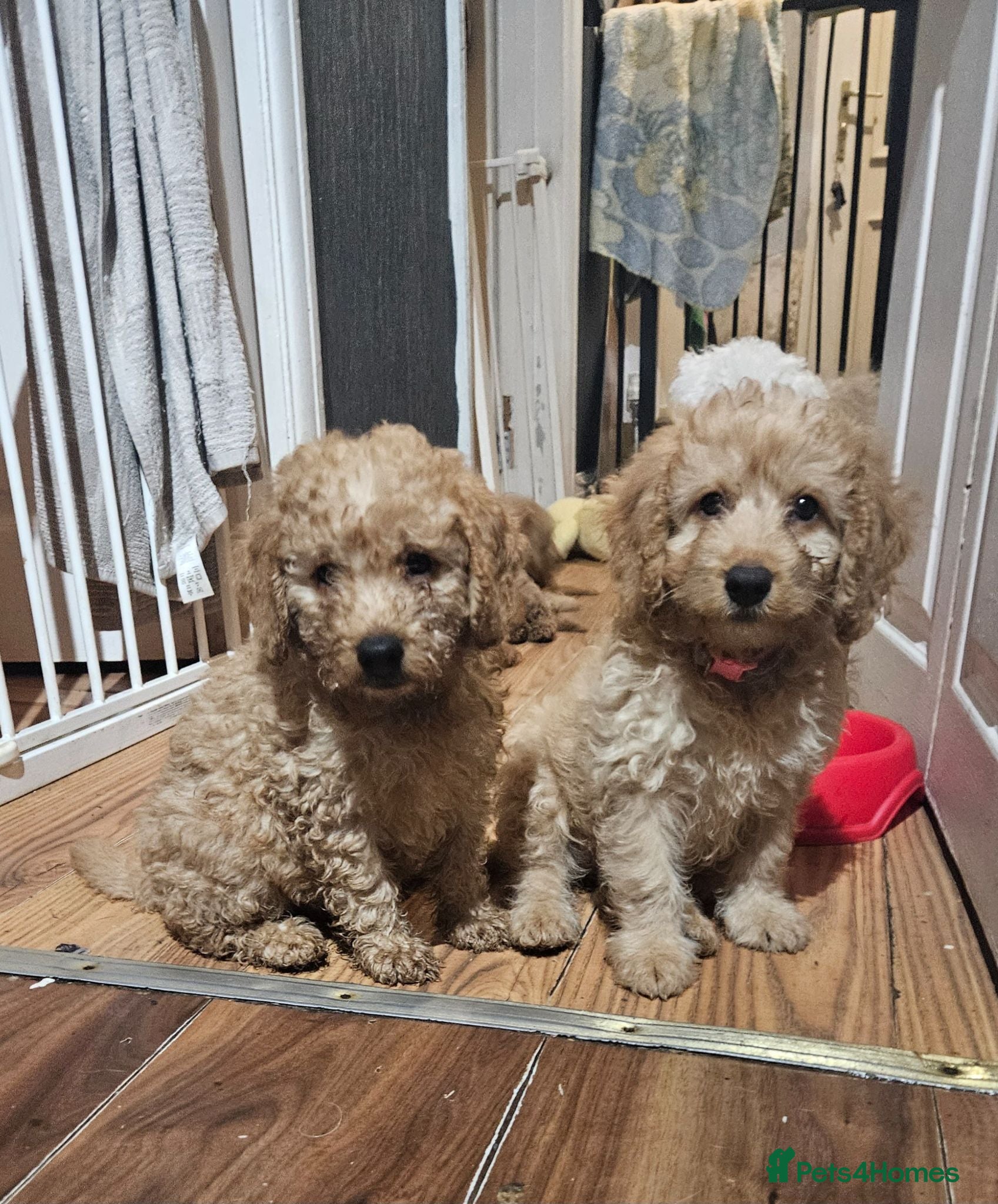 Cockapoo dogs Cockapoo  - Advert 18